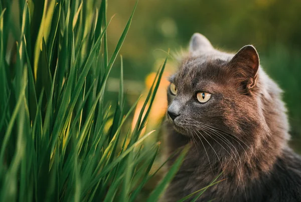 Prachtige Zwerfkat Buiten Natuur Kat Het Groene Gras — Stockfoto