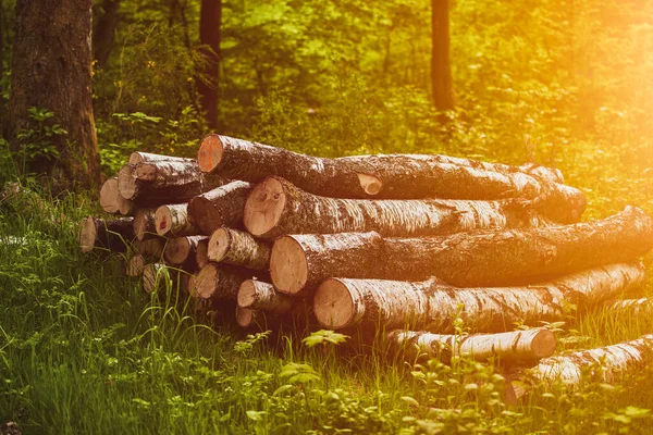 Ekolojik Hasar Yakacak Odun Yığını Yakın Plan Bir Yığın Taze — Stok fotoğraf