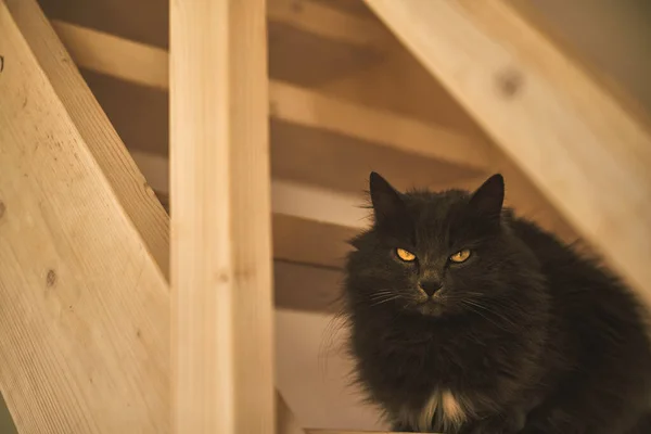 Katze Auf Holztreppe Haus Haustier Haus — Stockfoto