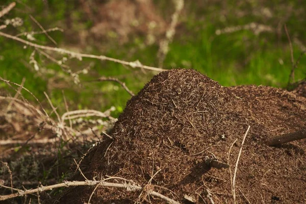 森の中にアリが巣を作る 森の中の大きな蟻塚 自然環境のアリのための家 — ストック写真