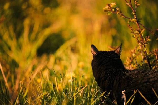 Gato Amigo Bonito Está Sentado Grama Verde Jardim Verão Ensolarado — Fotografia de Stock