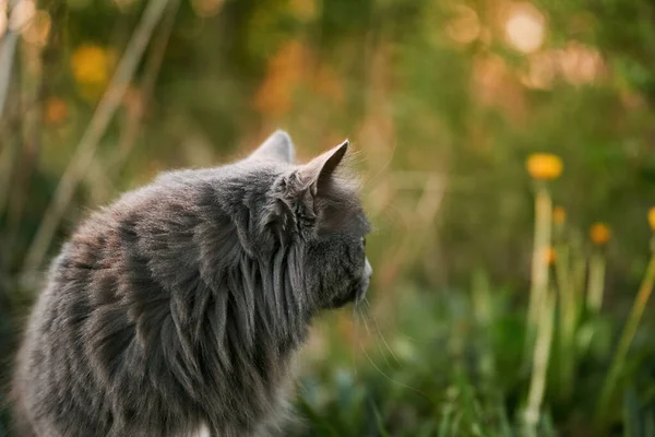 Όμορφη Αδέσποτη Γάτα Έξω Στη Φύση Γάτα Στο Πράσινο Γρασίδι — Φωτογραφία Αρχείου