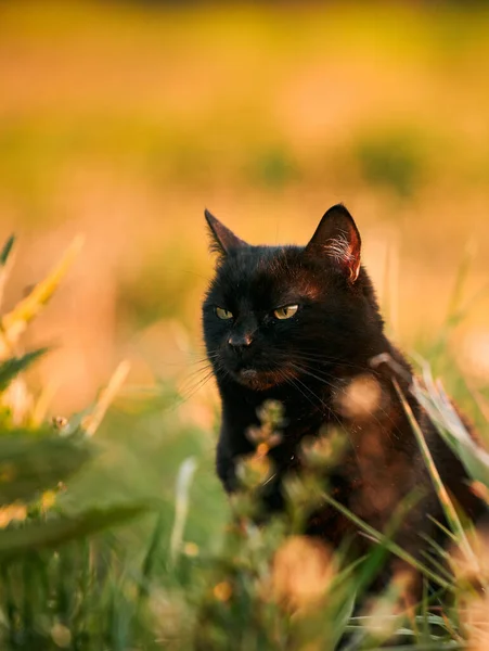 아름다운 떠돌이 고양이가 초록빛 고양이 — 스톡 사진