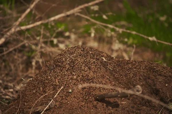 Φωλιά Μυρμηγκιών Κοντινό Πλάνο Μακρο Πλάνο Μυρμηγκιών Που Δουλεύουν Στο — Φωτογραφία Αρχείου