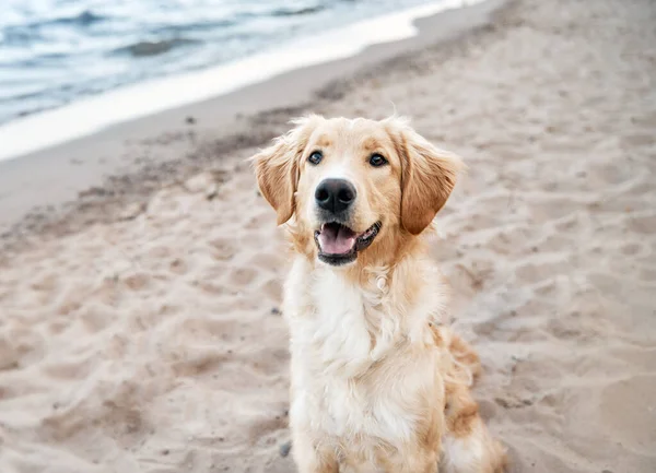 stock image golden retriever on the beach. picture with copy space for text design