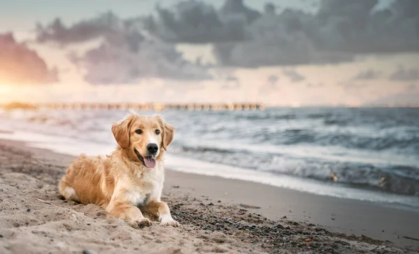 Golden Retriever Genieten Van Een Zomeravontuur Aan Het Baltische Strand — Stockfoto