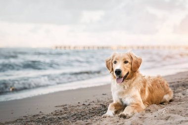 Golden Retriever Baltık Sahili 'nde Yaz Macerasının Tadını Çıkarıyor. Golden retriever, Baltık Denizi 'nin kumsalında oturuyor. Saf köpek çiftlerinin yaz maceraları için deniz kenarında bir konsept