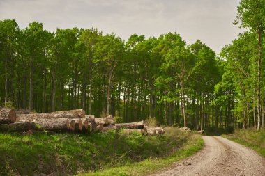 Yeşil bir ormandaki uzun ağaçların arasından geçeceğiz. Spring Forest Yolu manzarası. Vahşi yaşam arka planı