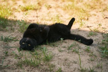 Kedi yerde yatar. Vahşi doğada rahat bir siyah hayvan.
