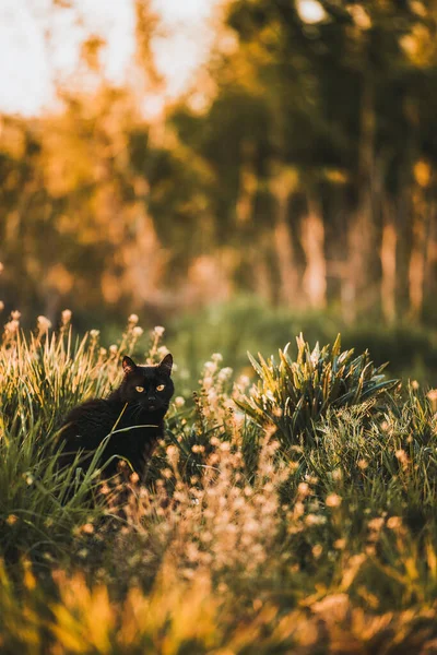 ボンベイの猫は芝生の中に座っている 国内猫歩行屋外 — ストック写真
