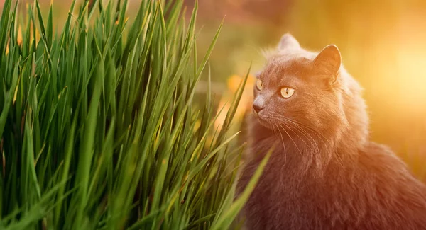野良猫が自然の中で 緑の草の猫 夏の夜庭でペットと — ストック写真