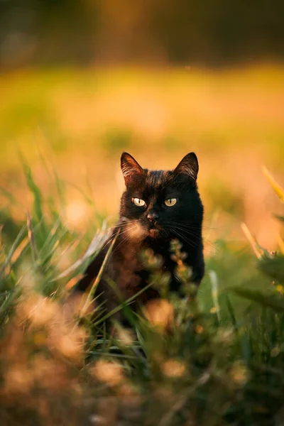Eine Schwarze Katze Einem Grasfeld Schönes Schwarzes Katzenporträt Mit Gelben — Stockfoto