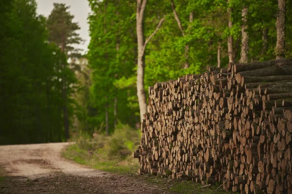 Деревянные Бревна Соснового Леса Лесу Сложенные Кучу Свежерубленые Древесные Бревна — стоковое фото