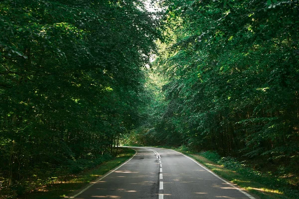 Empty Asphalt Road Woods Exploring Nature Beauty Summer Drive Forest — Stock Photo, Image