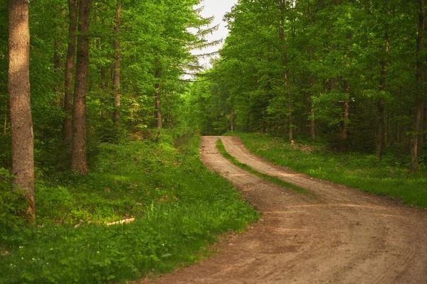 Traseu Pădure Traseu Pădure Dimineața Primăverii — Fotografie, imagine de stoc