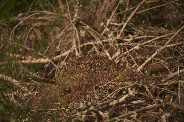 Γιγαντιαία Μυρμηγκοφωλιά Στο Ευρωπαϊκό Δάσος — Φωτογραφία Αρχείου