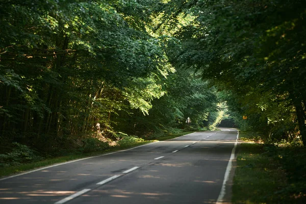 Forest Road Summer Day Rural Asphalt Road Scenery Beautiful Roadway — Stock Photo, Image