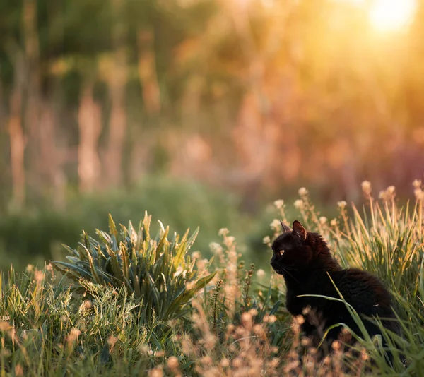 ボンベイの猫は芝生の中に座っている 国内猫歩行屋外 — ストック写真