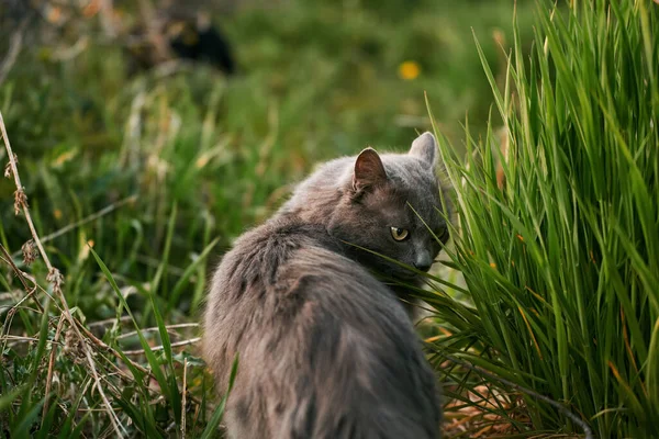 Бездомный Кот Природе Кошка Зеленой Траве Летний Вечер Саду Домашним — стоковое фото