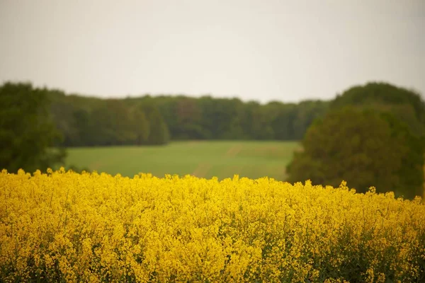Rapeseed Field Agriculture Landscape Canola Field Blue Sky Background Agriculture — Stock Photo, Image
