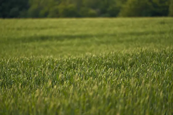 Platteland Weerspiegelt Het Verband Tussen Natuur Landbouw Het Groene Veld — Stockfoto