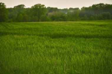 Yeşil alan. Tarım arazisi. Arpa otlarının yolu, yeşil tarlalar ve gökyüzü, ilkbahar manzarası
