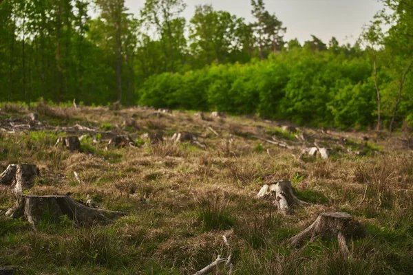 Ormanların Yok Edilmesi Çevre Sürdürülebilirlik Için Bir Tehdittir Kesilmiş Ağaçların — Stok fotoğraf