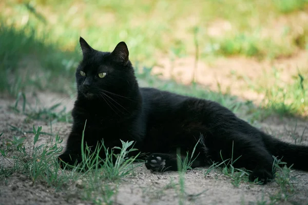 黑猫躺在房子门廊附近的草地上 户外的家养宠物 — 图库照片