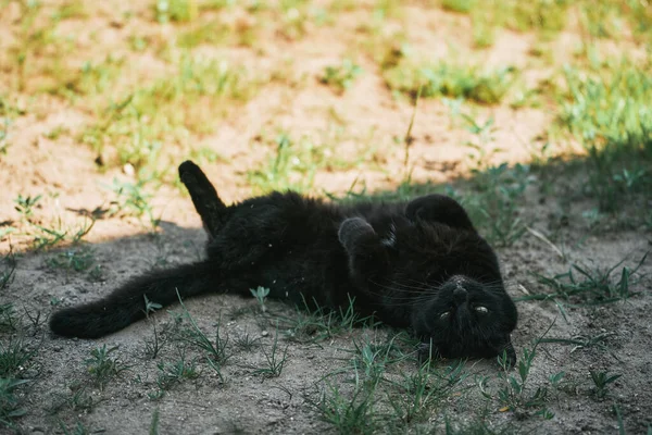 Domestic pet in the outdoors. Black Cat Resting on the Meadow by the House Porch, Embracing the Outdoors. Black cat lying on the meadow near house porch.