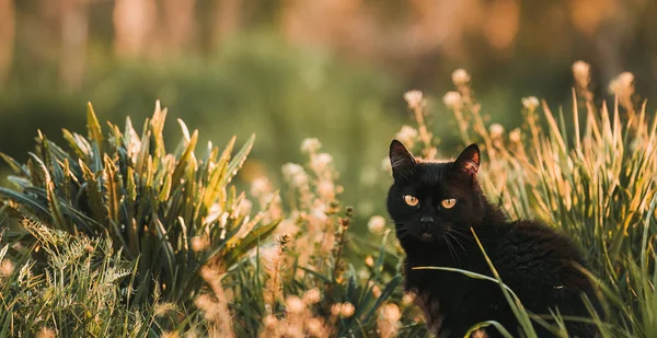 Лягайте Траву Коти Кліщі Весною Захід Сонця Передмісті — стокове фото
