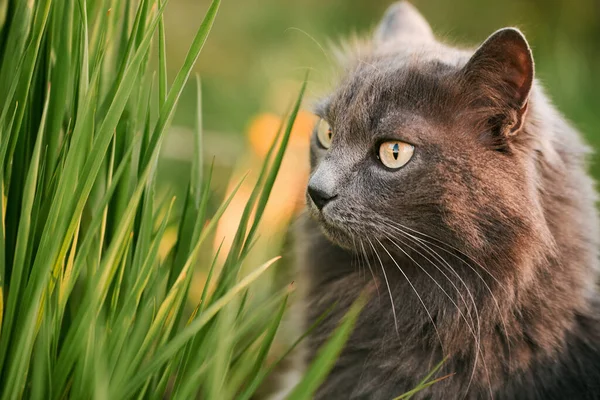 野外流浪猫 在绿草中的猫 夏天的傍晚 带着宠物在花园里 — 图库照片