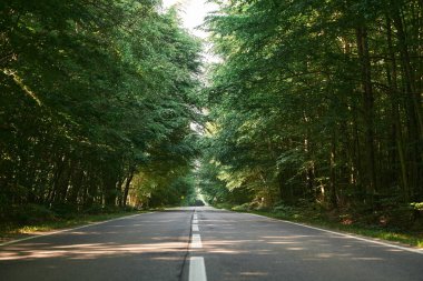 Ormanda boş asfalt yol. Yaz Gezisi 'nde Doğa Güzelliğini Keşfediyorum. Bir yaz gününde orman yolu.