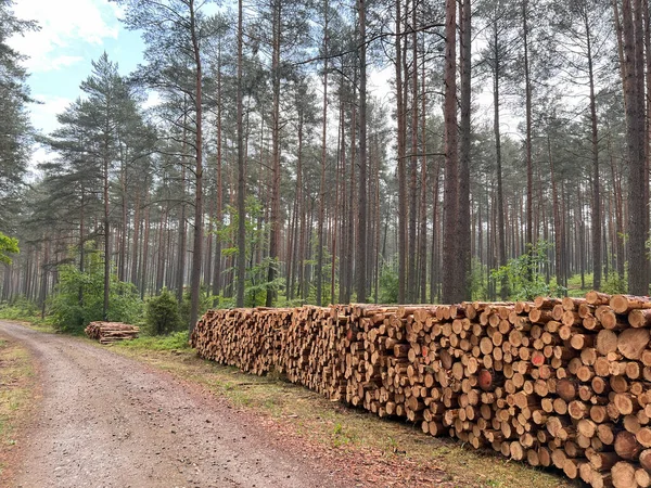 Большие Бревна Древесины Готовятся Лесопилке Производства Мебели Древесины Экологический Ущерб — стоковое фото