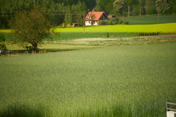 Grönt Fält Jordbrukslandskap Vägen Fält Korn Gräs Gröna Fält Och — Stockfoto