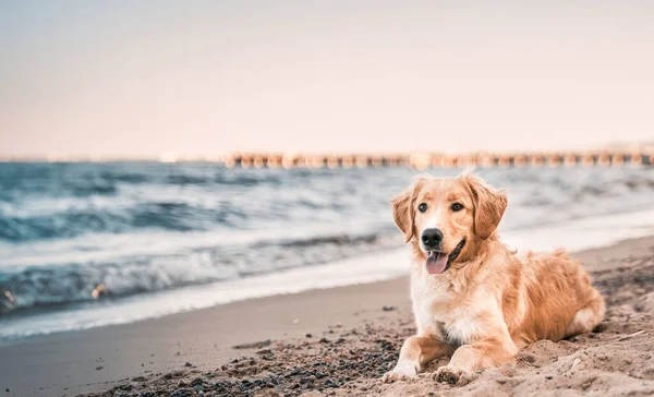 Retrato Vista Superior Golden Retriever Está Sentado Praia Cão Raça — Fotografia de Stock