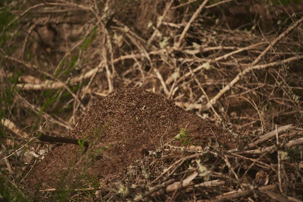 Ameisen Nisten Wald Ein Großer Ameisenhaufen Wald Ein Zuhause Für — Stockfoto