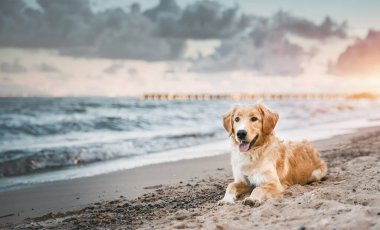 Golden Retriever sahilde. metin tasarımı için kopyalama alanı olan resim