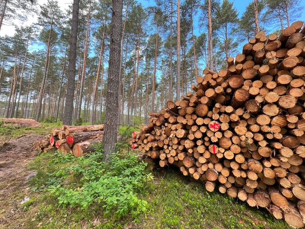 Лесные Сосны Ели Деревянные Стволы Лесозаготовки — стоковое фото