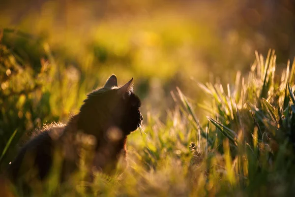Bombay Cat Sits Field Grass Domestic Cat Walking Outdoor — Stock Photo, Image