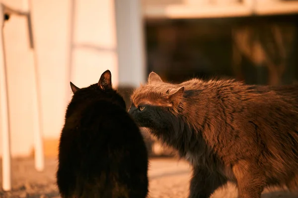 Two Cats Outdoor Love Dominance Frienship Pet Behavior — Stock Photo, Image