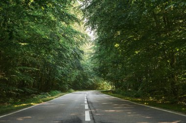 Bir yaz gününde orman yolu. Kırsal asfalt yol manzarası. Güzel bir yol. Yeşil yapraklı ağaçlar ve güneşli gökyüzü.
