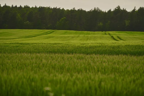 緑の小麦のフィールドと技術的なトラック 除草剤によるコムギ畑の治療 農耕の概念 — ストック写真