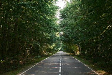 Bir yaz gününde orman yolu. Kırsal asfalt yol manzarası. Güzel bir yol. Yeşil yapraklı ağaçlar ve güneşli gökyüzü.