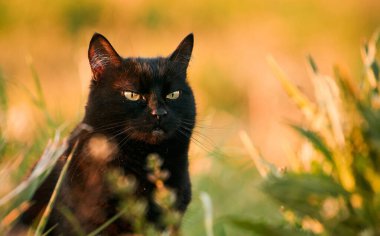 Şirin dost kedi güneşli bir yaz bahçesinde yeşil çimlerin üzerinde oturuyor.