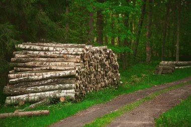 Orman çamı ve çam ağaçları. Kütük sandıkları, kereste sanayisi..