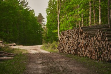Büyük kereste kütükleri mobilya ve kereste üretimi için kereste fabrikasında hazırlanır. Ekolojik Hasar.