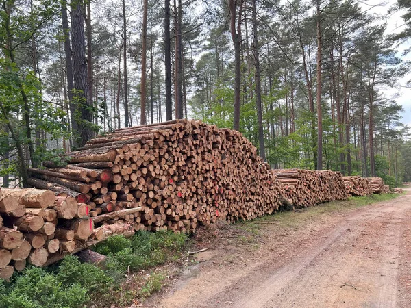 Zničující Následky Odlesňování Pahýly Kmeny Vytěžených Borovic Listnatých Stromů — Stock fotografie