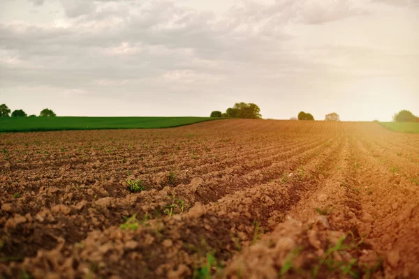 フィールドの茶色の農業土壌 耕作場の準備と栽培 農村の風景 — ストック写真