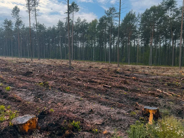 Efectos Devastadores Deforestación Trozos Troncos Pinos Hojas Explotados —  Fotos de Stock