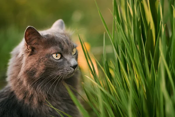 Domácí Kočka Zahradě Krásná Tabby Cat Uprostřed Kvetoucí Louky Těší — Stock fotografie
